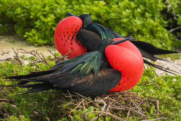 Frigate birds with breeding plumage
