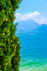 Fototapeta na wymiar cypress on a bank of the Garda lake in Italy