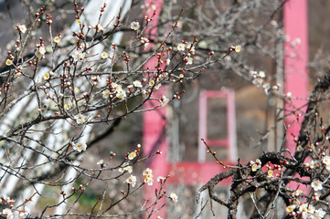 山間部の赤い吊り橋と梅の花