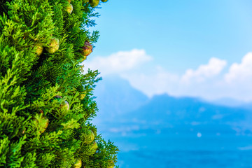 cypress on a bank of the Garda lake in Italy