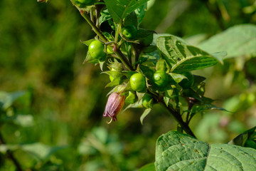 Blüte und Früchte der Schwarzen Tollkirsche (Atropa belladonna)