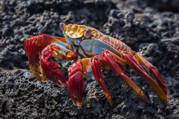 Crab