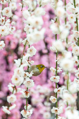 白い梅の花の蜜を吸うメジロ