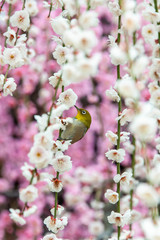 梅の花の蜜を吸うメジロ