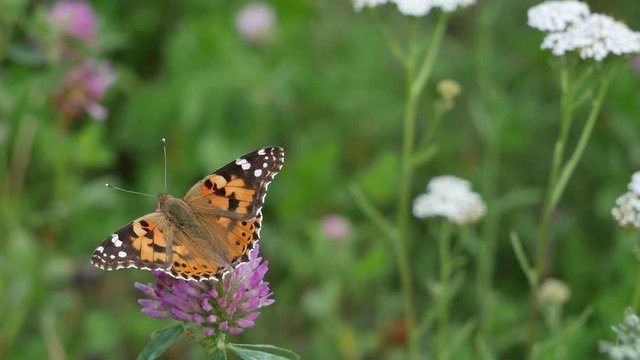 The butterfly burdock eats nectar on a clover flower.