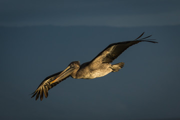 Pelican at sunset