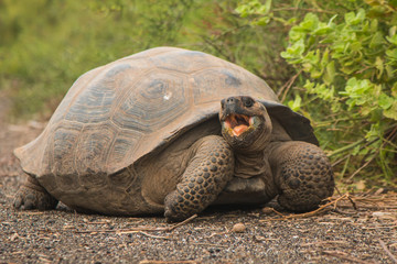 Galapagos turtle