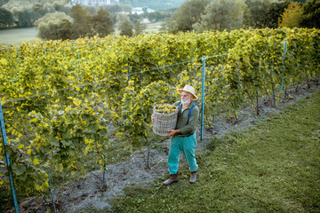 Senior winemaker walking with freshly picked up grapes on the vineyard, wide landscape view from...
