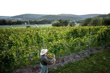 Senior winemaker walking with freshly picked up grapes on the vineyard, wide landscape view from...