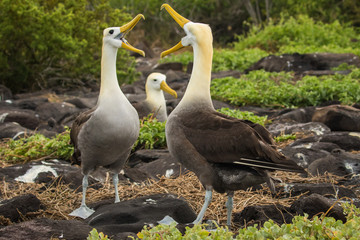 Albatros mating