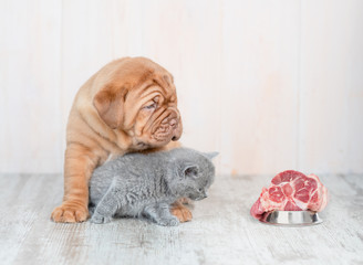 Cute baby kitten sitting with mastiff  puppy on the floor at home and looking at piece of raw meat