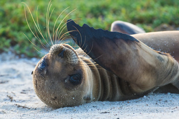 Baby sea lion