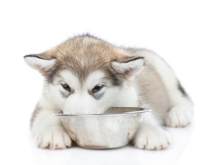 Alaskan malamute puppy eating food from bowl.  isolated on white background