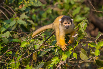 The mono amarillo chichi monkey