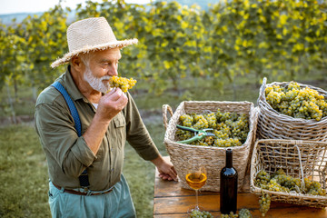 Portrait of a senior well-dreesed winemaker standing with wine glass near the table full of freshly...