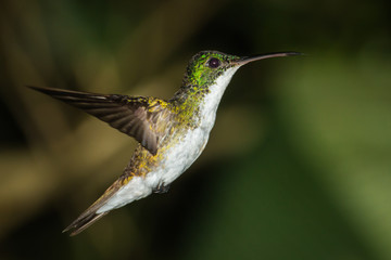 Hummingbird