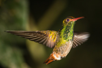 Hummingbird