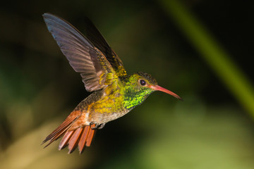 Hummingbird
