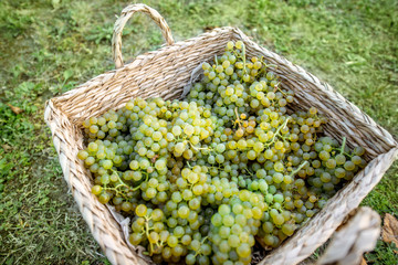 Wicker basket full of freshly picked up white grapes on the grass, harvesting fresh crop on the...