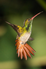 Hummingbird