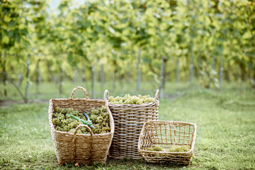Fototapeta na wymiar Wicker baskets full of freshly picked up white grapes on the grass, harvesting fresh crop on the vineyard