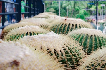 cactus in the garden