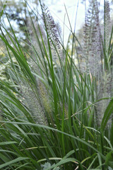 green grass in the field