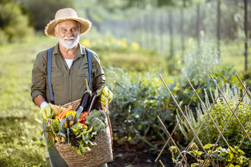 Portrait of a senior well-dressed agronomist with basket full of freshly picked up vegetables on...