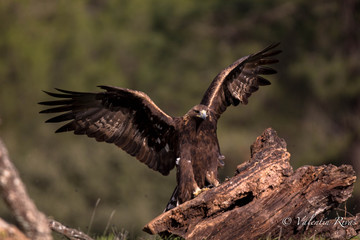 Golden Eagle