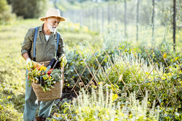 Portrait of a senior well-dressed agronomist with basket full of freshly picked up vegetables on...