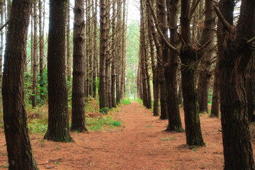 Obraz premium Pine Tree forest 