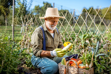 Senior well-dressed man picking up fresh vegetable harvest on an organic garden. Concept of growing...