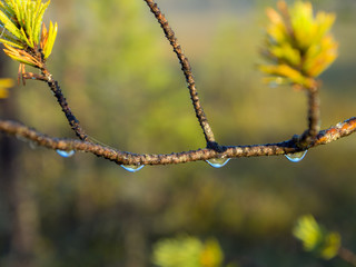 Dew drops on pine branch