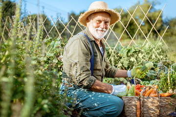 Senior well-dressed man picking up fresh vegetable harvest on an organic garden. Concept of growing...