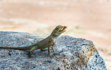 small lizard in thailand
