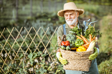 Portrait of a senior well-dressed agronomist with basket full of freshly picked up vegetables on the garden outdoors. Concept of growing organic products and active retirement