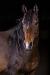Pferd im Fotostudio 