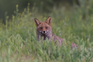 Vulpes vulpes