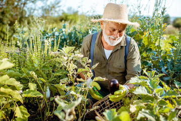 Senior well-dressed man picking up fresh vegetable harvest on an organic garden, collecting...