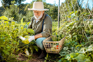 Senior well-dressed man picking up fresh vegetable harvest on an organic garden, collecting...