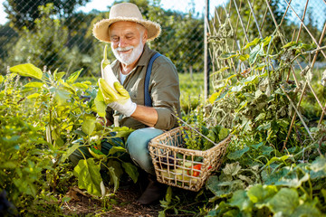 Senior well-dressed man picking up fresh vegetable harvest on an organic garden, collecting...