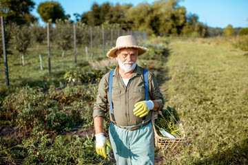 Portrait of a senior well-dressed agronomist with freshly picked up vegetables on the garden...