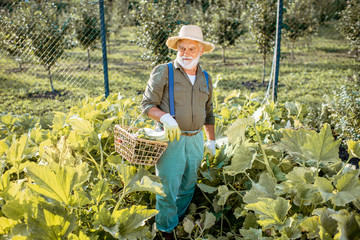 Senior well-dressed agronomist picking up zucchini on an organic garden during a sunny weather....