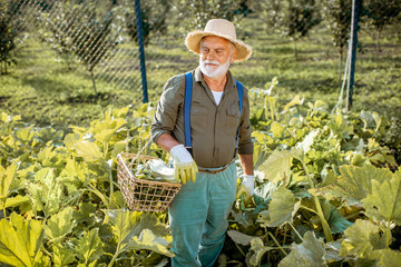 Senior well-dressed agronomist picking up zucchini on an organic garden during a sunny weather....