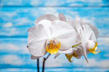 A branch of white orchids on a blue wooden background 