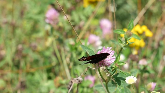Butterfly peacock eye on a clover flower in a sunny meadow.