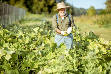 Senior well-dressed agronomist picking up zucchini on an organic garden during a sunny weather....
