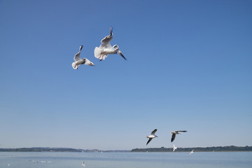 White gulls in a park over a lake or river
