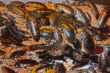 Madagascar hissing cockroach (Gromphadorhina portentosa) on a wooden stump in its natural habitat