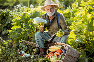 Portrait of a senior well-dressed agronomist with freshly picked up vegetables on the garden outdoors. Concept of growing organic products and active retirement